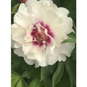 Paeonia Itoh 'Raggedy Ann'