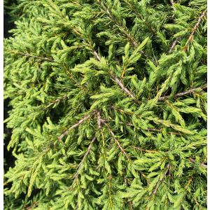 Juniperus Repanda