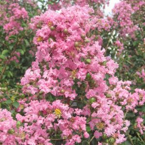 Lagerstroemia indica Rosea