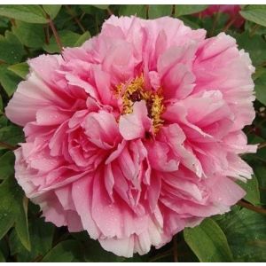 Paeonia Suffruticosa Rou Fu Rong