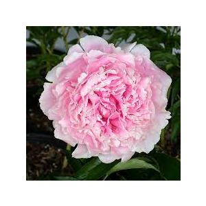 Paeonia Sarah Bernar