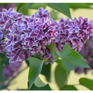 Syringa vulgaris Sensation - Jorgovan