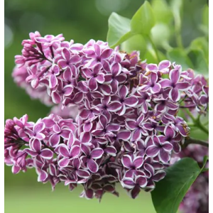 Syringa vulgaris
