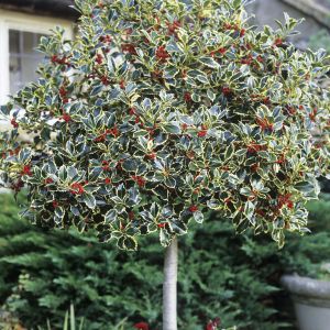 Ilex aquifolium Silver Van Tol