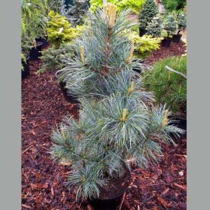 Pinus Koraiensis. Silveray