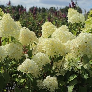 Hydrangea paniculata Skyfall