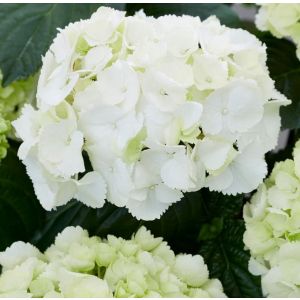 Hydrangea macrophylla Schneeball