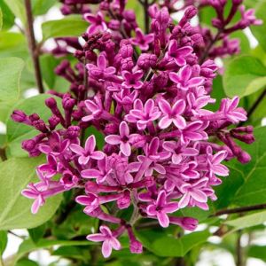 Syringa Dark Purple
