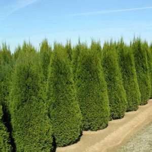 Thuja Smaragd