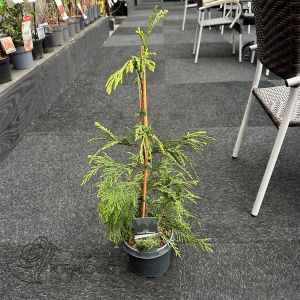 Thuja plicata Aldrich Mountain