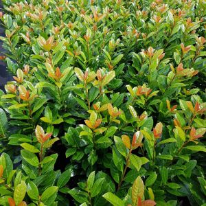 Prunus laurocerasus Antonius