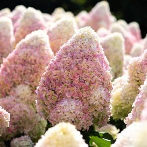 Hydrangea paniculata Summer Love