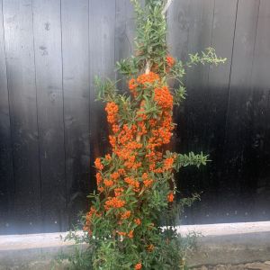 Pyracantha coccinea Navaho