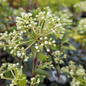 Viburnum Fairy Stars