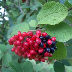 Viburnum lantana 