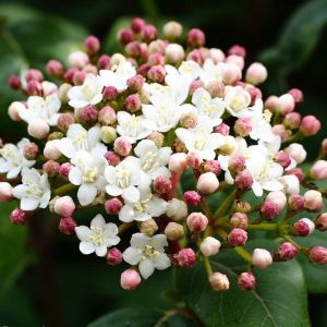 Viburnum tinus 