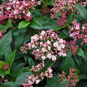 Viburnum tinus Eve Price