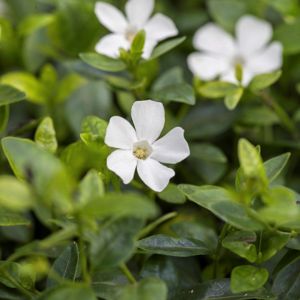 Vinca minor  'Gertrude Jekyll'