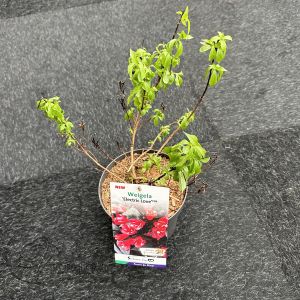 Weigela florida Electric Love