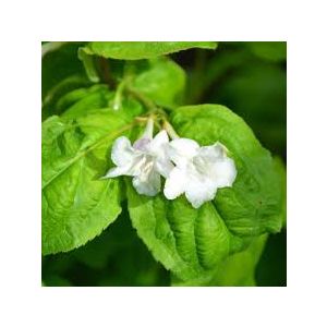 Weigela florida Lime Monster