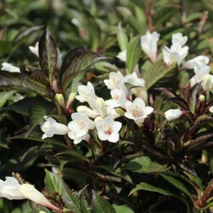 Weigela florida Black & White