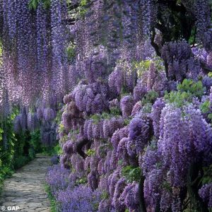 Wisteria sinensis