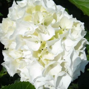 Hydrangea macrophylla Wudu