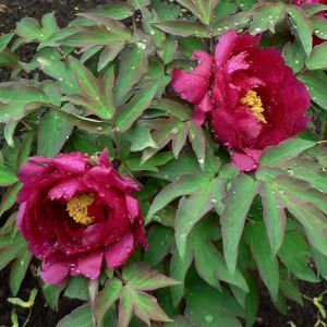 Paeonia Suffruticosa 'Wu Yin Yao Hui'