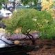 Acer palmatum Dissectum Viride