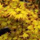 Acer palmatum Orange Dream