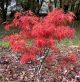 ACER Palmatum