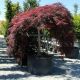 Acer palmatum Dissectum Inaba - Shidare