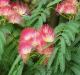albizia julibrissin