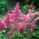 Astilbe roze