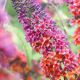buddleja flower power