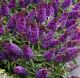 buddleja butterfly candy purple