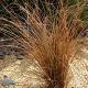 Carex comans Bronze