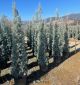 Cupressus arizonica