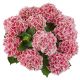 Hydrangea macrophylla Candy Pink