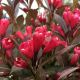 Weigela florida Electric Love