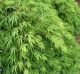 Acer palmatum 'Emerald Lace'