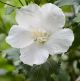Hibiscus syriacus Flower Tower White