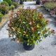 Photinia x fraseri Carre Rouge
