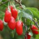 Godzi Lycium barbarum