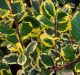 Ilex altaclerensis Golden King