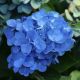 Hydrangea macro. Little Blue - hortenzija