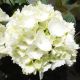 Hydrangea macrophylla Schneeball