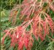 Acer pseud. Ice Dragon ® Jack Frost