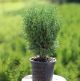 Thuja occ. Tiny Tim