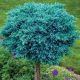 Juniperus Blue Star